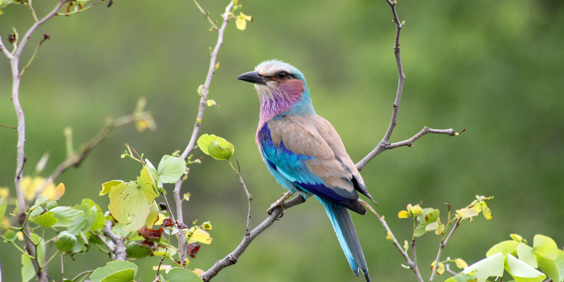 Lilac Breasted Roller