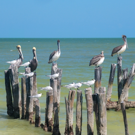 Isla Pajaros Fugle
