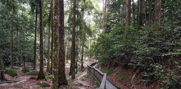 FRIM Regnskov Kuala Lumpur 01