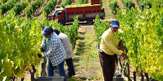 alto_douro_casa_das_pippas_vinarbejdere