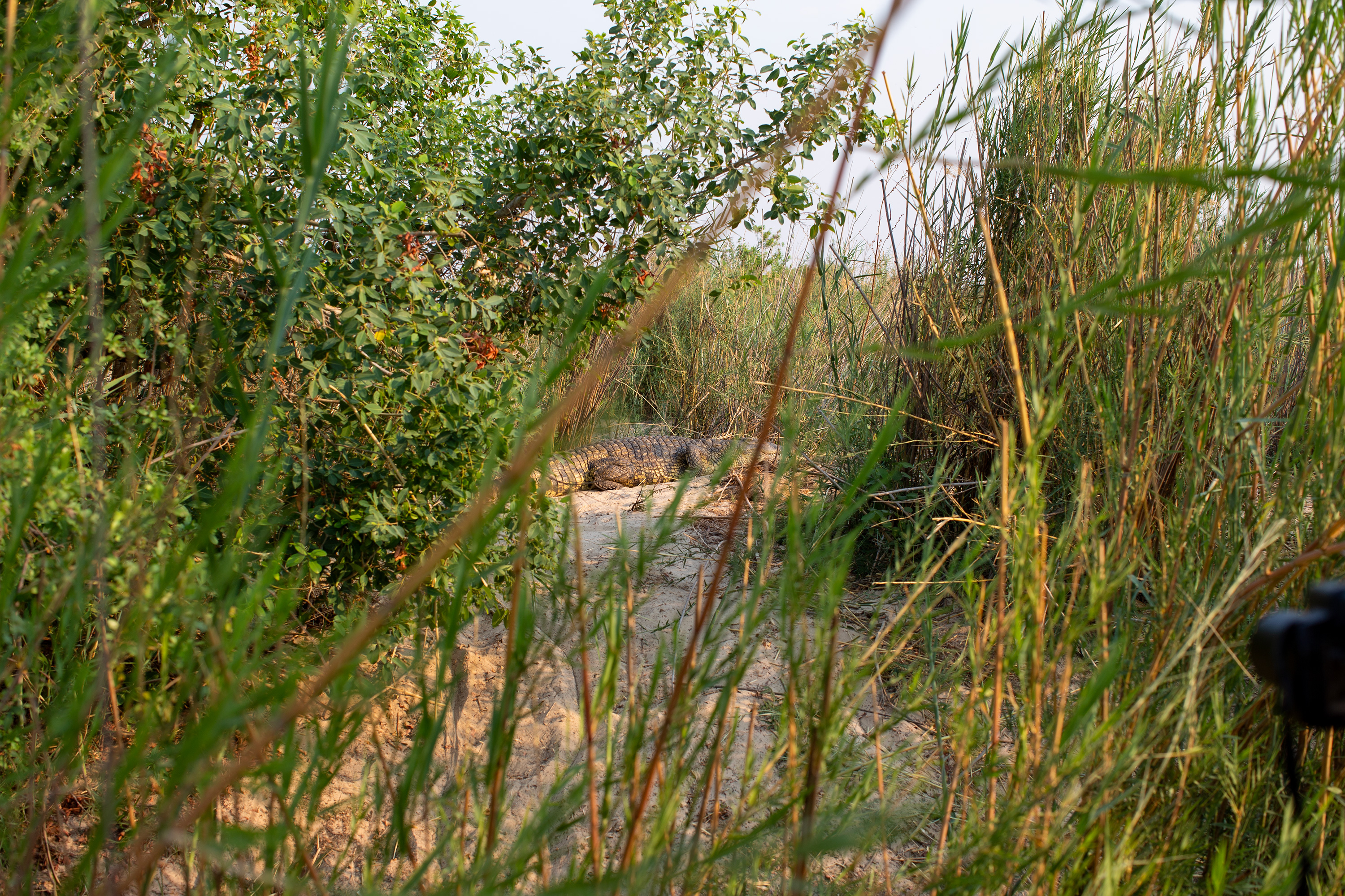 Zimbabwe 2025 Mikkel 0809 Krokodille På Flodbredden