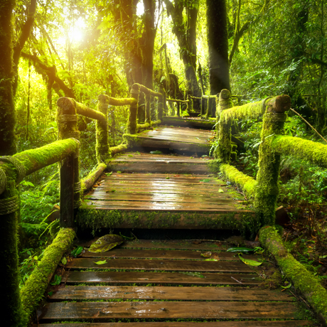 thailand - chiang mai_doi inthanon_skov_03