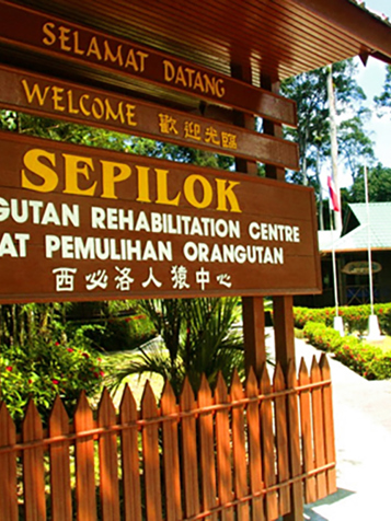 Sepilok er epicentret på Borneo for bevaringsarbejdet for orangutanger...
