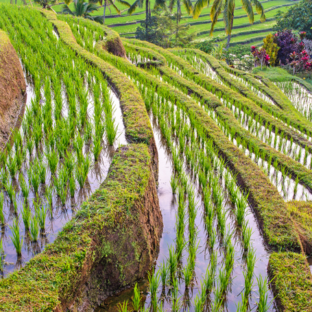 bali - bali_jatiluhwi_rismarker_02