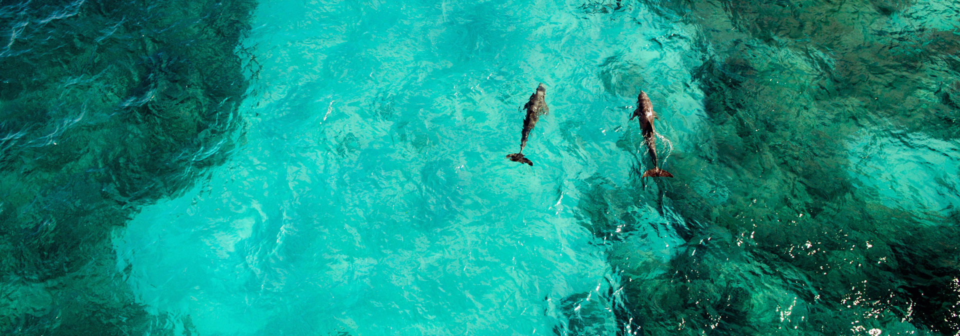 mexico - Isla Mujeres_delfiner_01