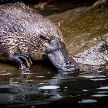 Næbdyr Platypus