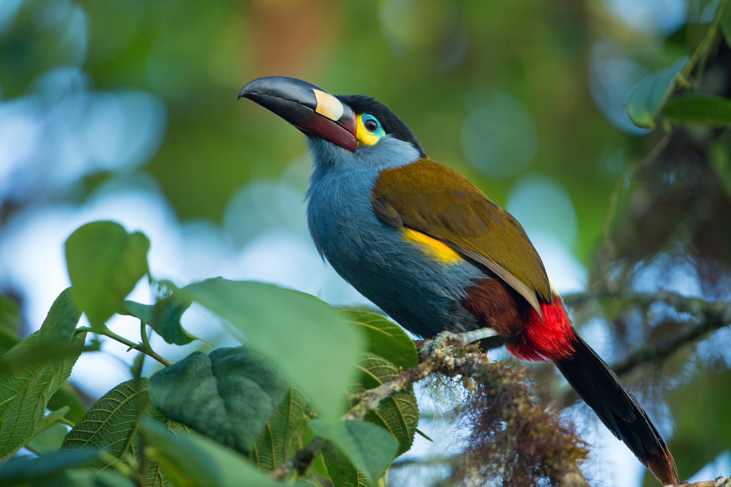 Plate billed Mountain Toucan