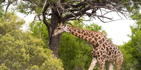 sydafrika - sydafrika_natur_giraf_01