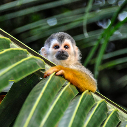 Sqirrel Monkey