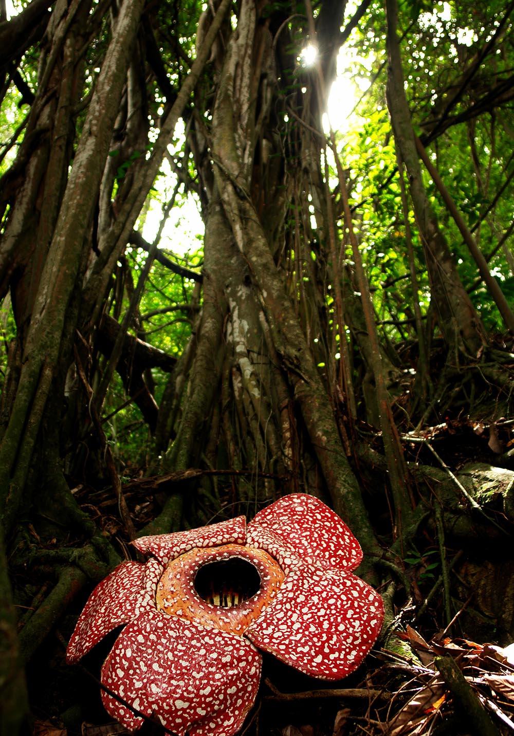 malaysia/borneo - borneo_rafflesia_blomst_01_hf