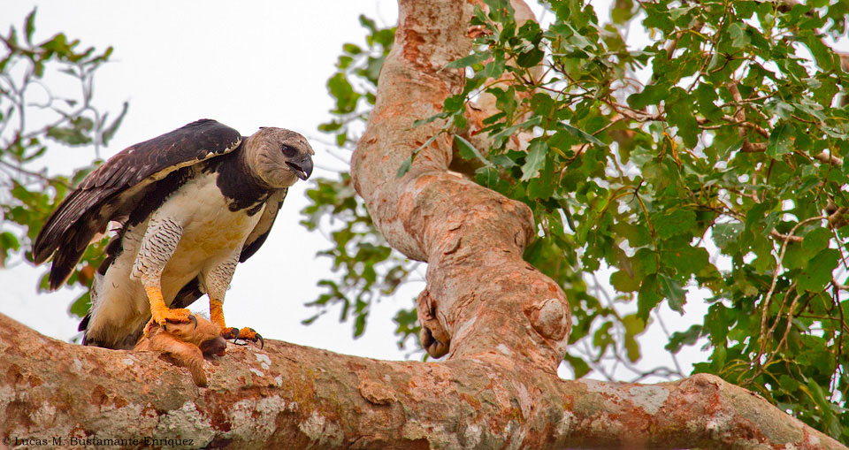 peru - amazonjunglen - jungle oern_01