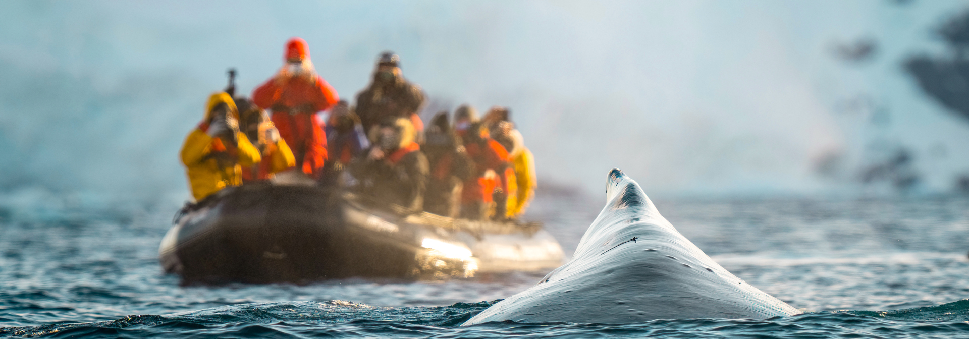 Hvalsafari Antarktis