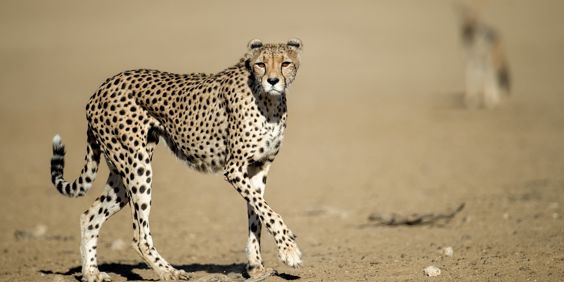 Kgalagadi Transfrontier Park Gepard 2392793395