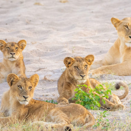 Chobe Game Drive02