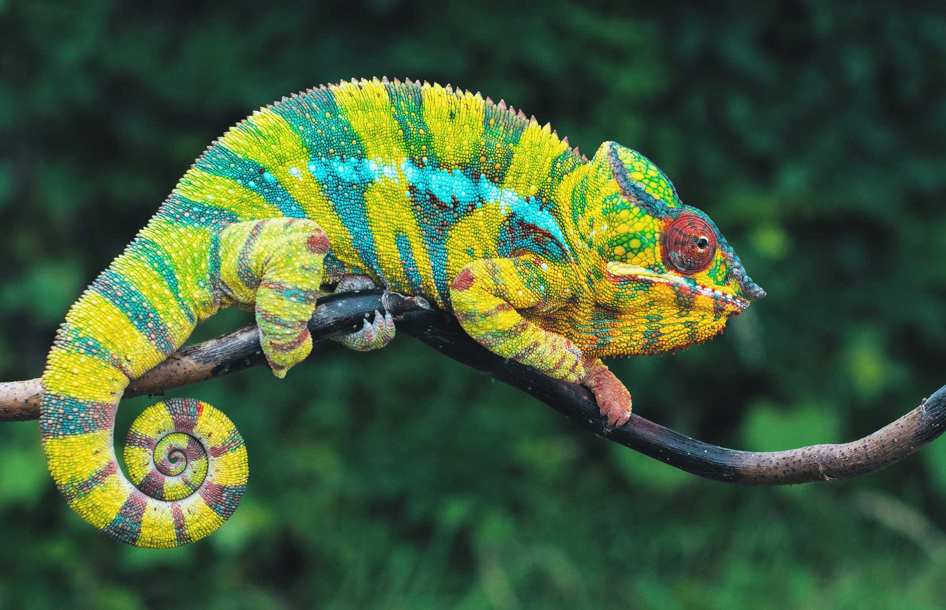 Madagaskar Chameleon Cc