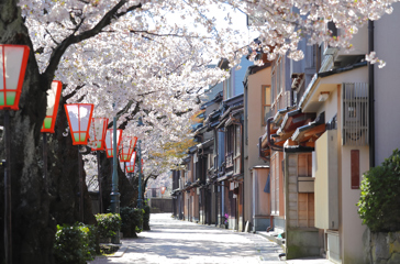 Kanazawa Kirsebærtræer01