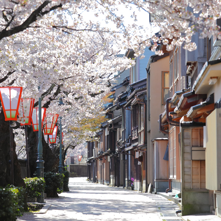 Kanazawa Kirsebærtræer01