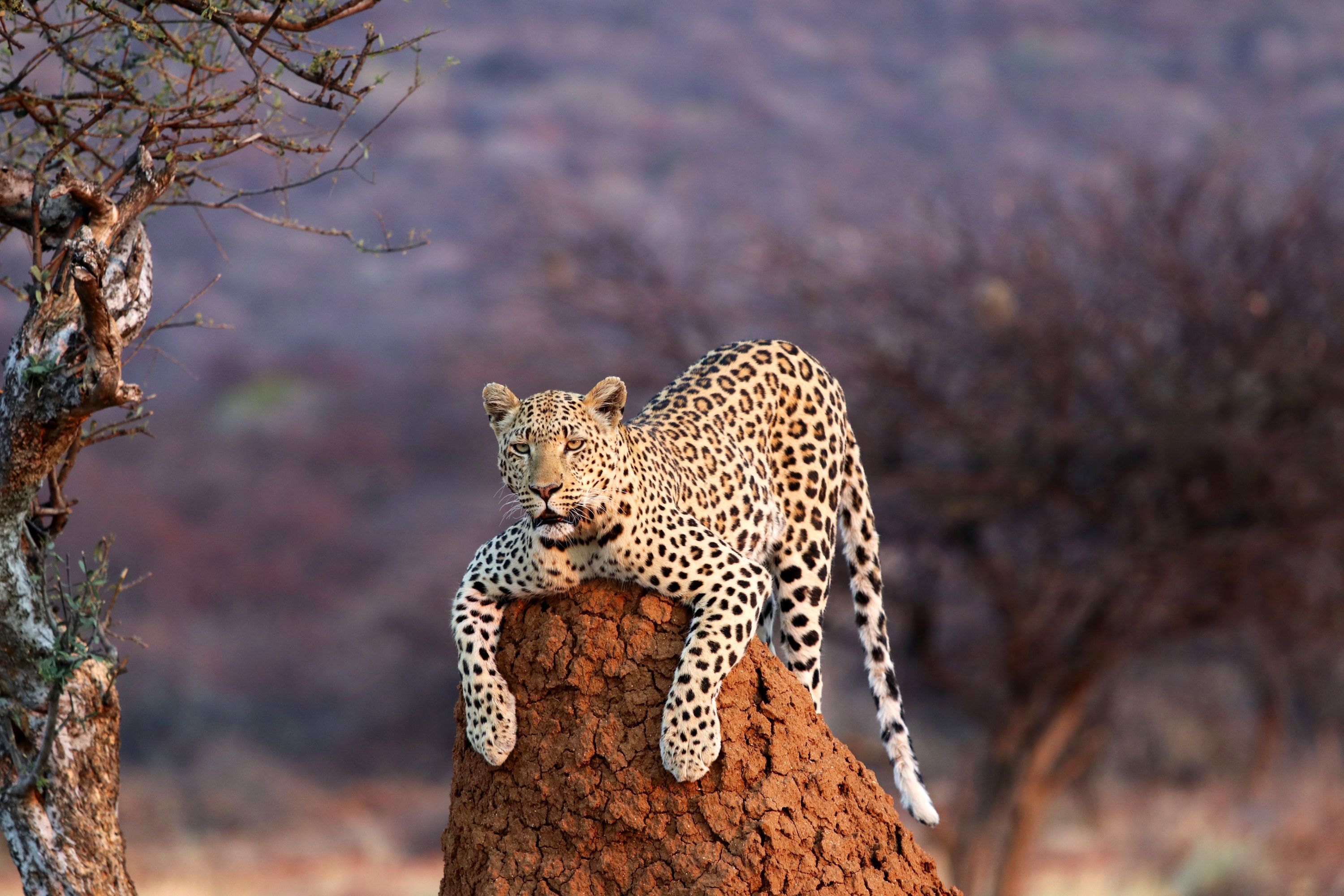 Namibia Leopard 1495588328