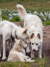 Sisimiut_slædehunde_01