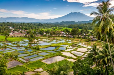 Indonesien - sumatra_rismark_01