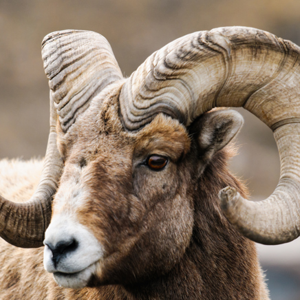 Dyrelivet i Canada er noget helt særligt