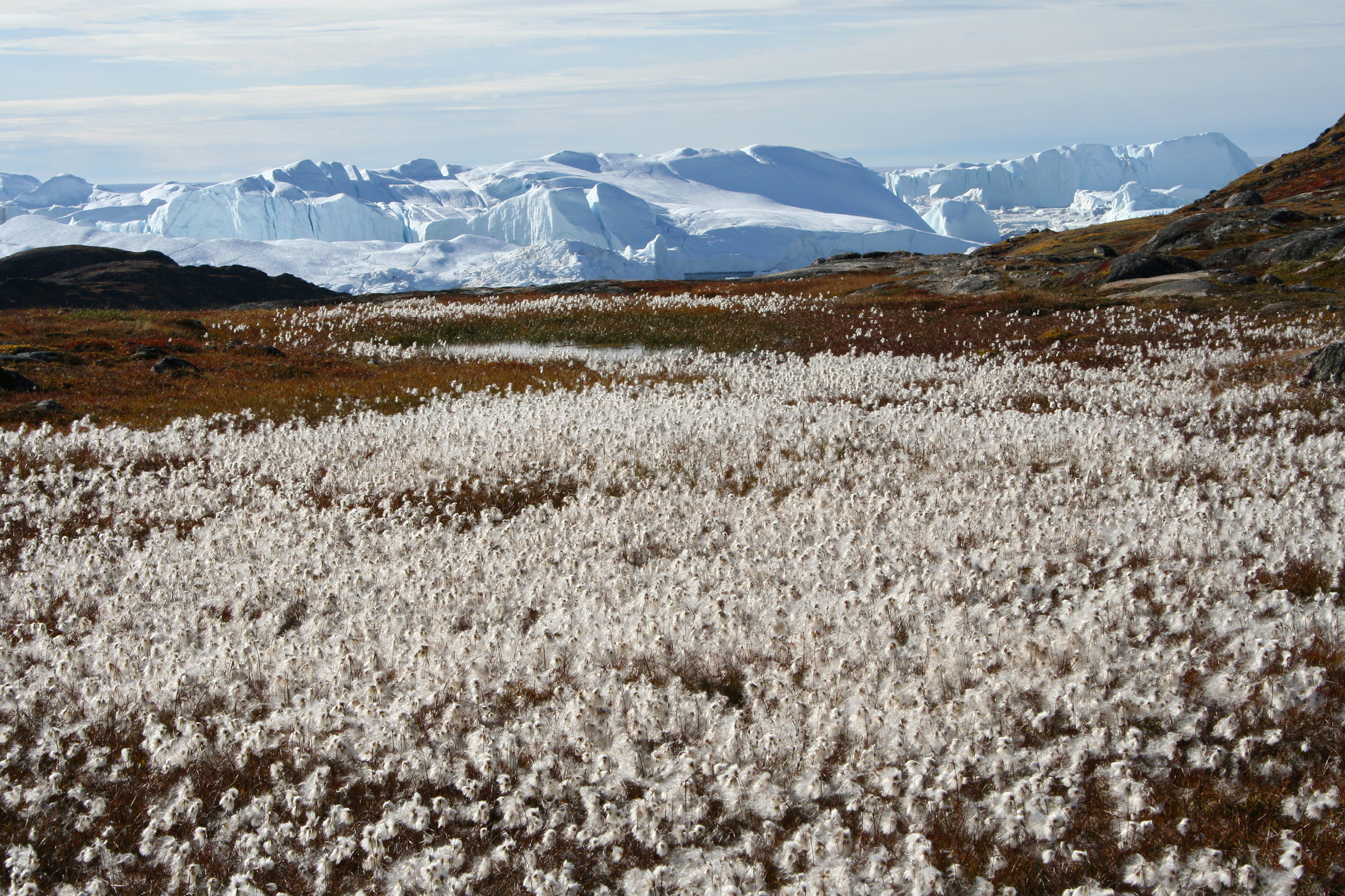 Ilulissat_blomster_isbjerg_sommer_01