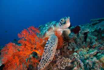 bali - gili_skildpadde_02