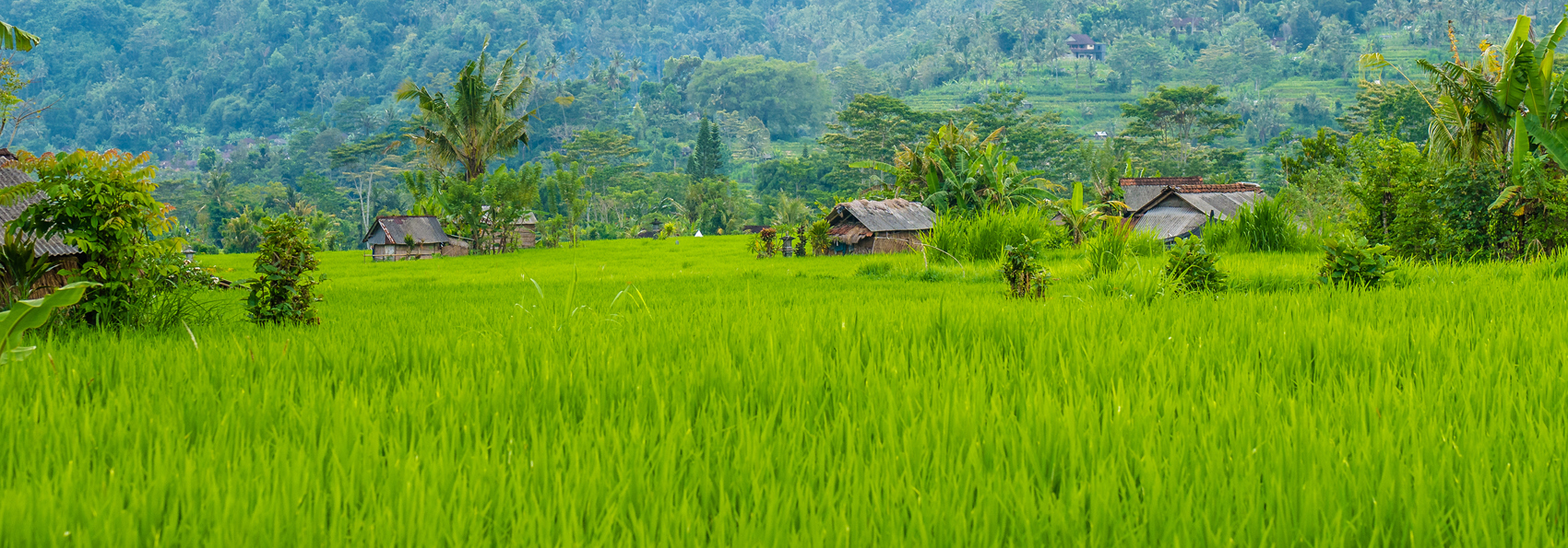 bali - bali_sideman_landskab_01