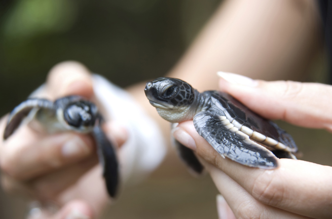bali - bali_havskildpadde_05