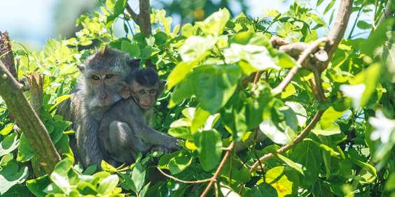 bali - bali_barat nationalpark_abe_01