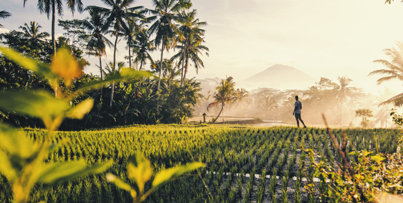 Herefter ankommer vi til Celukan, der også ligger på Bali. Vi tager en dagstur og ser nærmere på nogle af øens smukke rismarker...