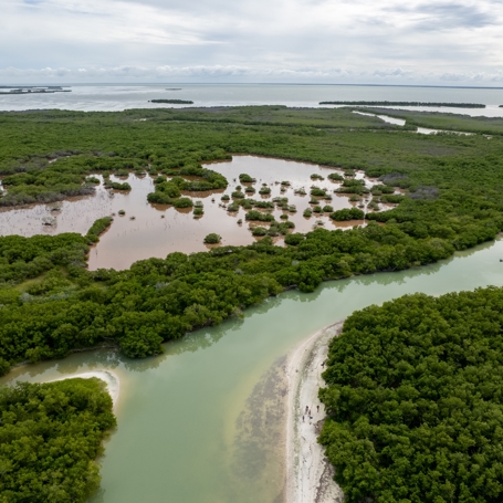 Isla Holbox Mangrove Oppefra