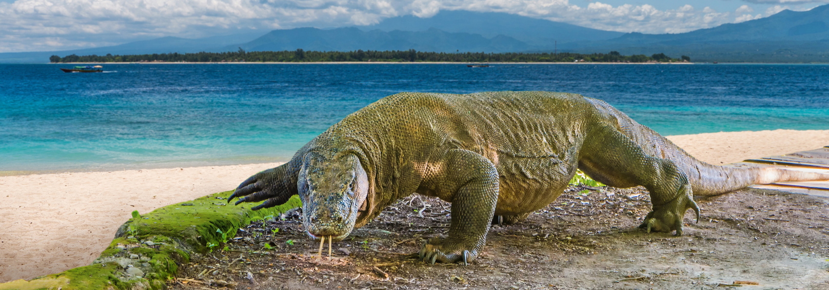 bali - komodo_varan_03_slider