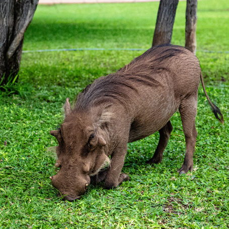 Nyati Safari Lodge 35