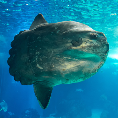 bali - bali_mola mola_01