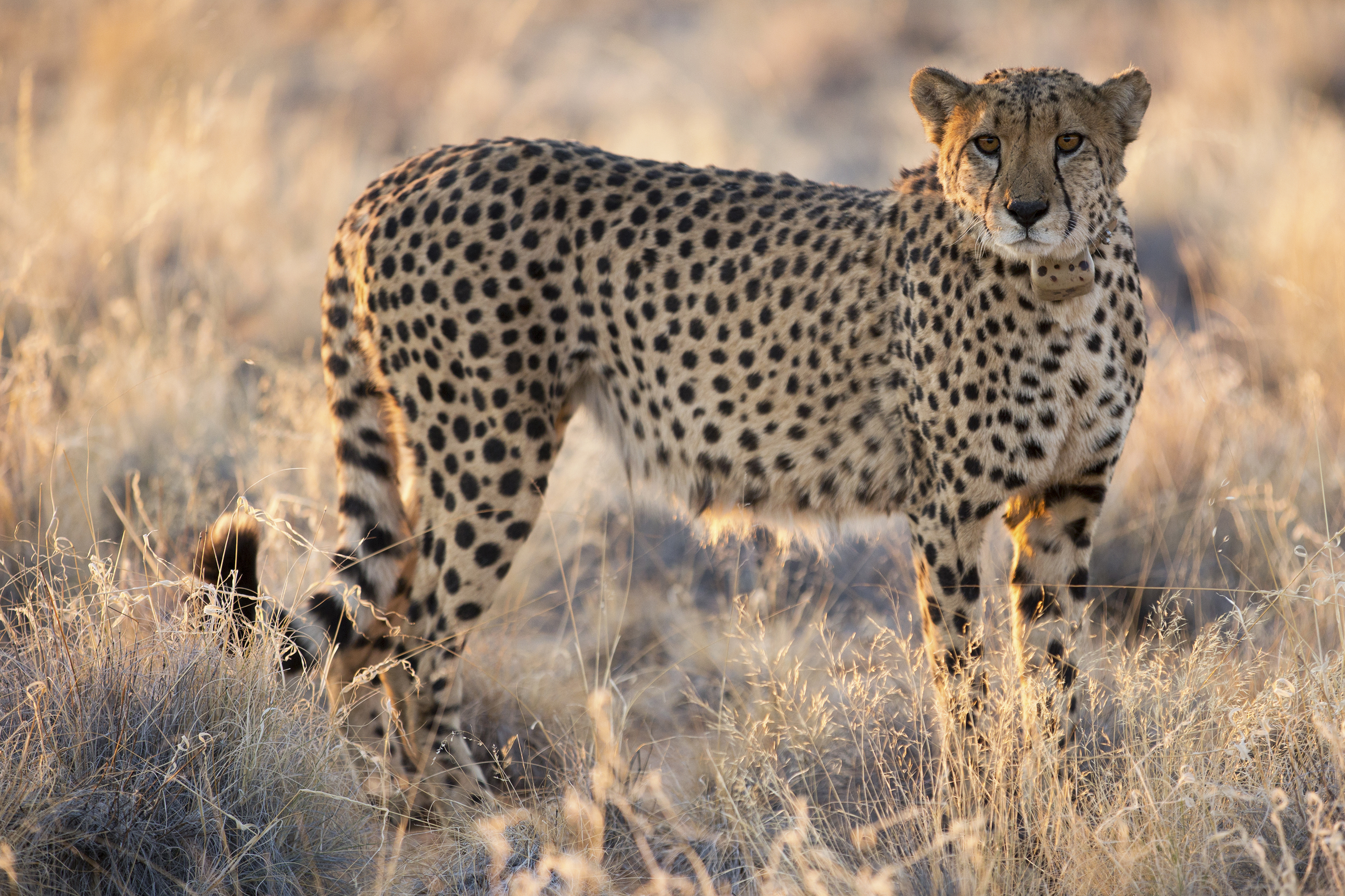 Namibia Gepard CCF Shutterstock 396829384
