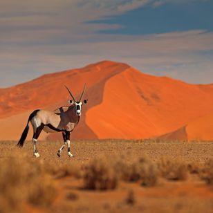Springbuk ved Sossusvlei