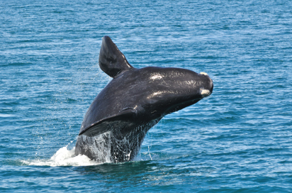 Hermanus Breaching Whale