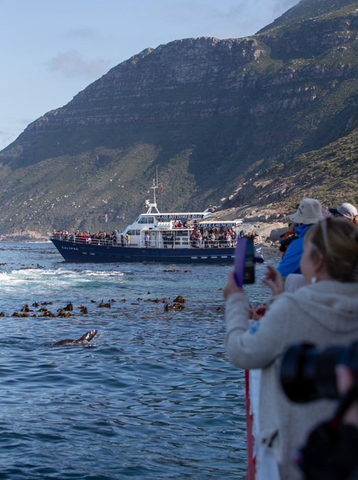 Sydafrika 2025 Cape Town 0864 Whale safari
