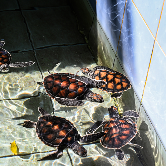 Havskildpadder Thailand