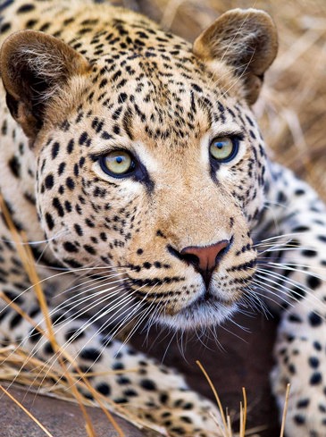 sydafrika - sydafrika_natur_leopard_02_HF