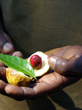 zanzibar_krydderi plantage_03
