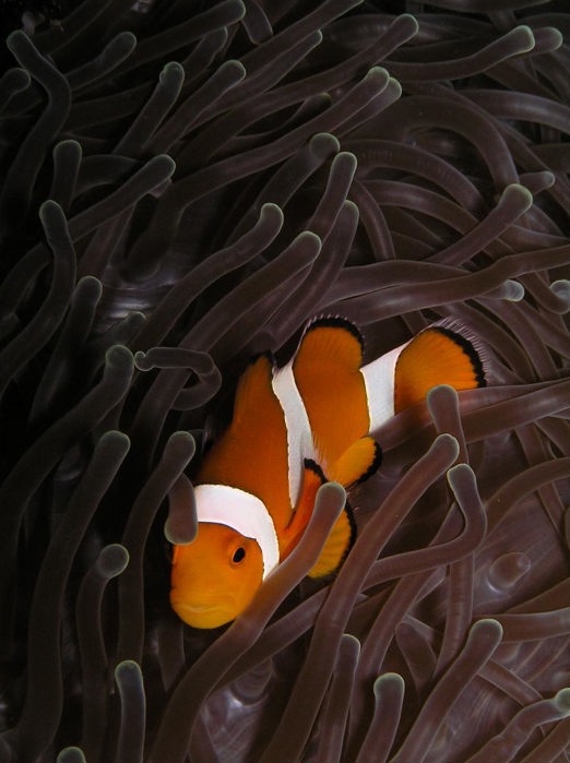 bali - amed_dykning_fisk_01_HF