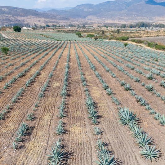 Oaxaca Matatlan Agave Marker Mezcal 1890223378