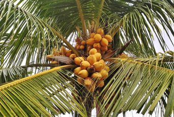 Bali Kokospalme Ss 813432519