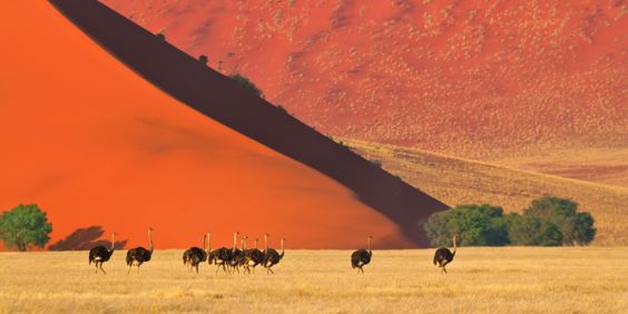 Sossusvlei Strudse 1321894523