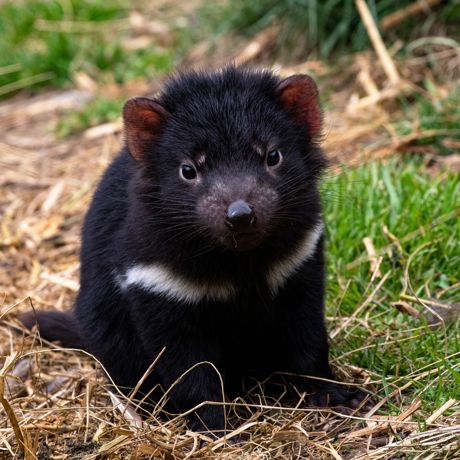 Australien Tasmansk Djævel Unge Devils Cradle Sanctuary Cradle Mountain