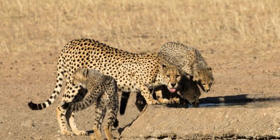 Kgalagadi Transfrontier Park Leoparder 2708272715