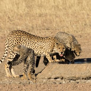 Kgalagadi Transfrontier Park 