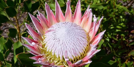 Konge Protea 2463188225